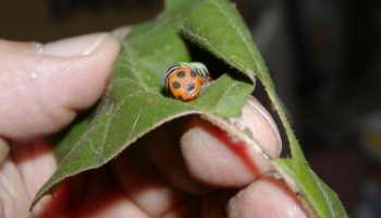 アオバセセリの幼虫(名久井岳)