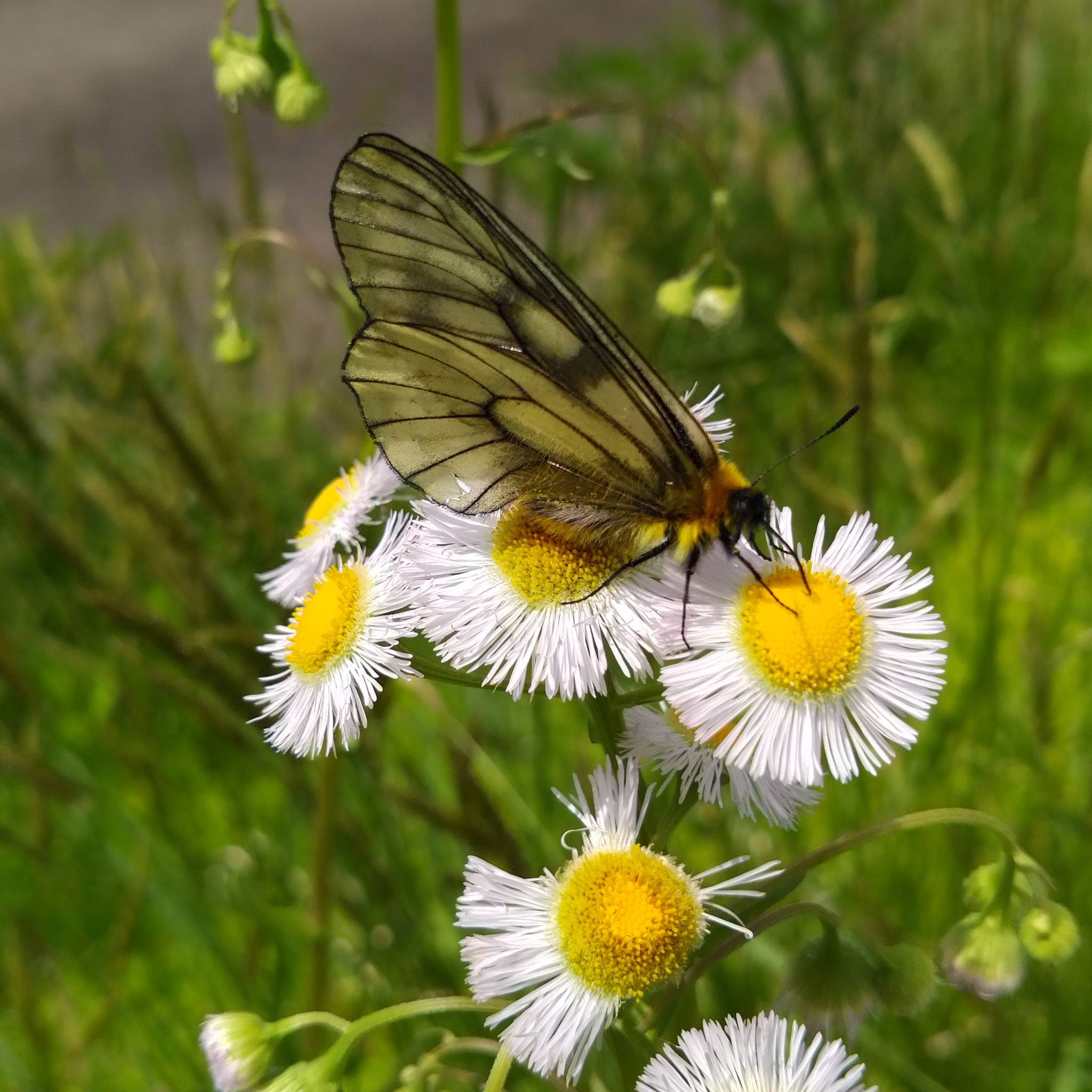 ハルジオンを吸蜜するウスバシロチョウ